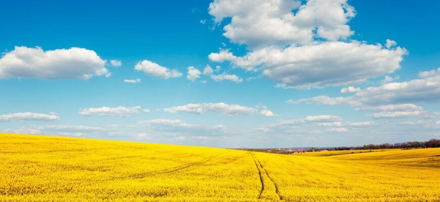 Земля і будинок у шлюбі: кому насправді належить майно після приватизації