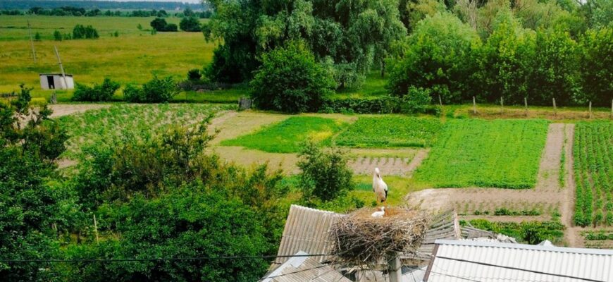 Літо за графіком: синоптики назвали дату, коли повітря прогріється до +20