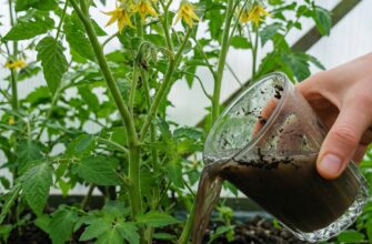 🍅 Перше підживлення томатів після висадки: що дати кущам для потужного росту та щедрого врожаю