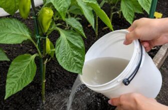 Перше підживлення перцю: чим полити розсаду для рекордного врожаю