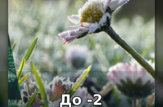 🥶До -2 вже цієї ночі: де в Україні вдарять заморозки та чи варто чекати на тепло