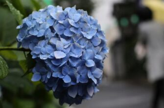 Гортензії цвістимуть розкішно все літо: секретний інгредієнт, який змусить сусідів заздрити