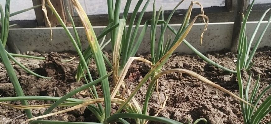 Жовтіє часник і цибуля: головні помилки, які знищують ваш врожай прямо зараз