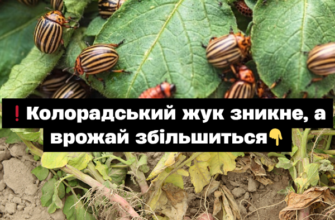 Колорадський жук зникне, а врожай зросте: що посадити поруч із картоплею