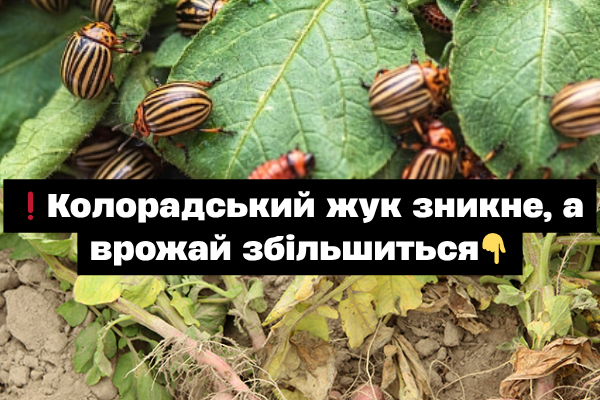 Колорадський жук зникне, а врожай зросте: що посадити поруч із картоплею