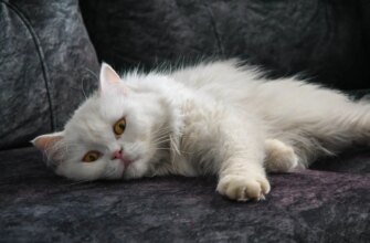 Типи характеру котів: вчені нарешті пояснили, чому ваш улюбленець поводиться саме так