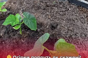 Секретний інгредієнт для вашого городу: як змусити огірки плодоносити без хімії та зайвих витрат?