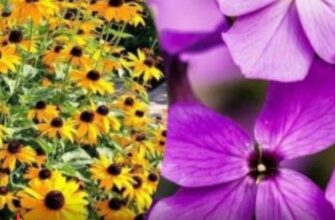 🌸 Кольоровий сад без зусиль: 7 самосійних квітів для вашого двору 🌼