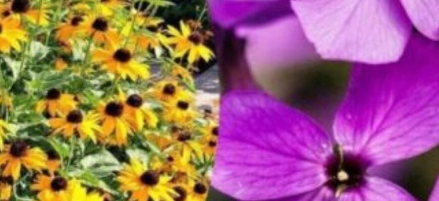🌸 Кольоровий сад без зусиль: 7 самосійних квітів для вашого двору 🌼