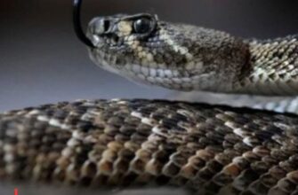 🐍 Як швидко відрізнити отруйну змію від вужа: поради експерта