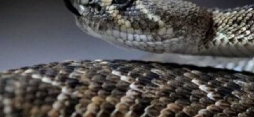 🐍 Як швидко відрізнити отруйну змію від вужа: поради експерта