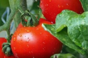 🍅💧 Секрети багатого врожаю: як правильно поливати помідори для швидкого росту