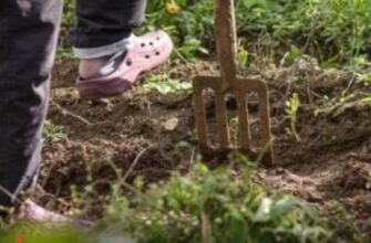 В Україні фіксують нашестя південноруських тарантулів: чи небезпечний «волохатий велетень»