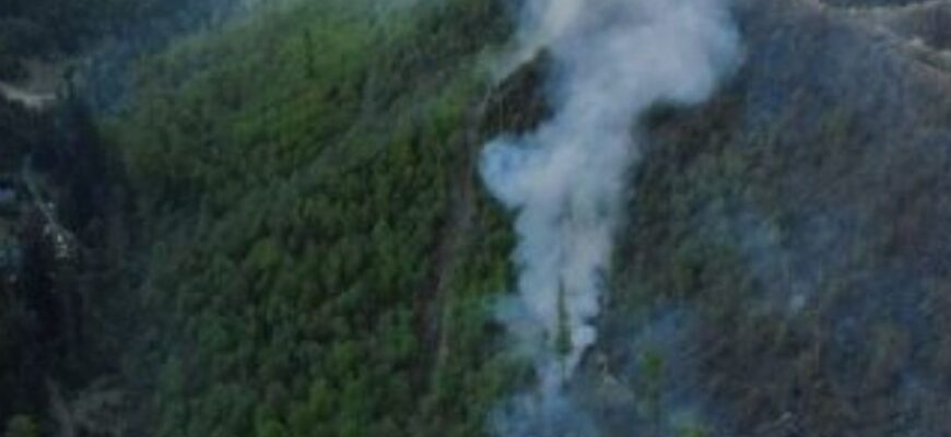 На Закарпатті триває масштабна лісова пожежа: вогонь охопив десятки гектарів (фото, відео)