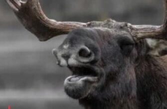 🦌⚠️ Обережно, у Києві лосі: чому тварини виходять на дороги та чим це загрожує