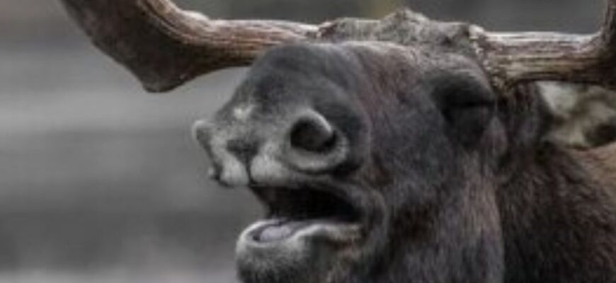 🦌⚠️ Обережно, у Києві лосі: чому тварини виходять на дороги та чим це загрожує