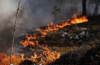 Масштабна лісова пожежа в Чорнобилі: чому ситуація стає критичною