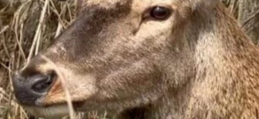 Зірка соцмереж олень Борис пережив дві аварії: водійка, яка збила тварину, вперше розповіла про ДТП