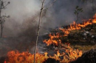Чи є радіаційна загроза через пожежу у Зоні відчуження: офіційні дані