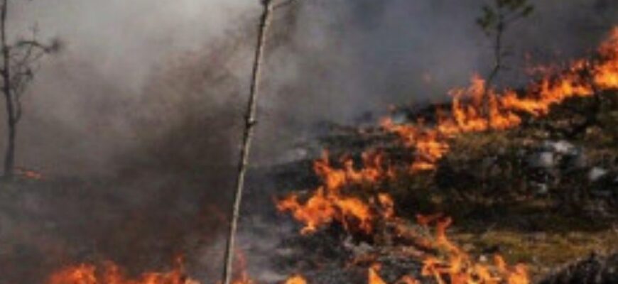 Чи є радіаційна загроза через пожежу у Зоні відчуження: офіційні дані