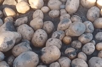 Запитала 100 городників, який сорт картоплі садити в цьому сезоні – і склала чесний рейтинг із 5 переможців