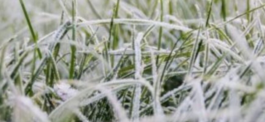 Температура опуститься нижче нуля: по Львівщині знову вдарять заморозки
