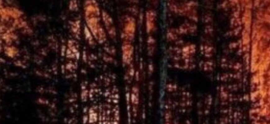 Масштабна пожежа у Чорнобилі: офіційні дані про стан зони відчуження