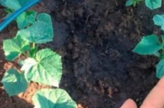 Найкращі дні травня для посадки огірочків у відкритий грунт, врожай буде ціле літо. Посадочний календар