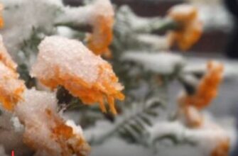 «Випаде сніг, а температура впаде до -2»: Україну накриє аномальна весняна холоднеча