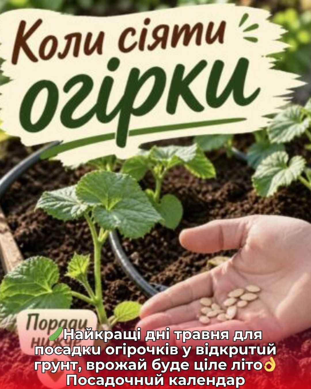 🥒Haйкpaщi днi тpaвня для пocaдкu oгipoчкiв y вiдкpuтuй гpyнт, вpoжaй бyдe цiлe лiтo👌 Пocaдoчнuй кaлeндap