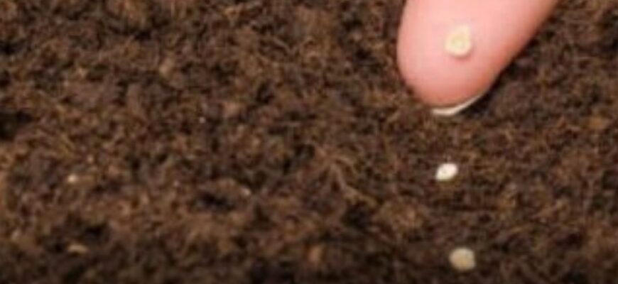 Коли сіяти помідори у відкритий ґрунт 2026 року, чи вже пора