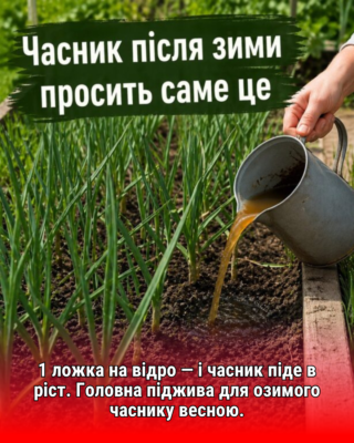 Озимий часник здивує розмірами: що додати у воду, щоб сусіди заздрили вашому врожаю?
