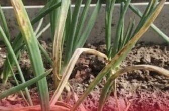 На городі жовтіють часник і цибуля: спитала у місцевого фермера, як виправити і отримала відповідь