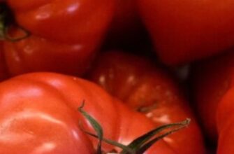 Які рослини не варто садити біля помідорів, щоб не занапастити врожай