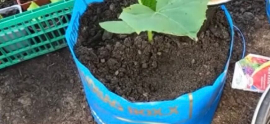 Запасіться пакетами! Це один з найкращих способів для отримання надраннього врожаю огірків