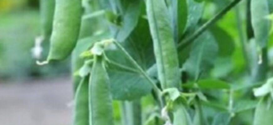 Що посадити після гороху та квасолі: як культури віддячать за це рекордним врожаєм