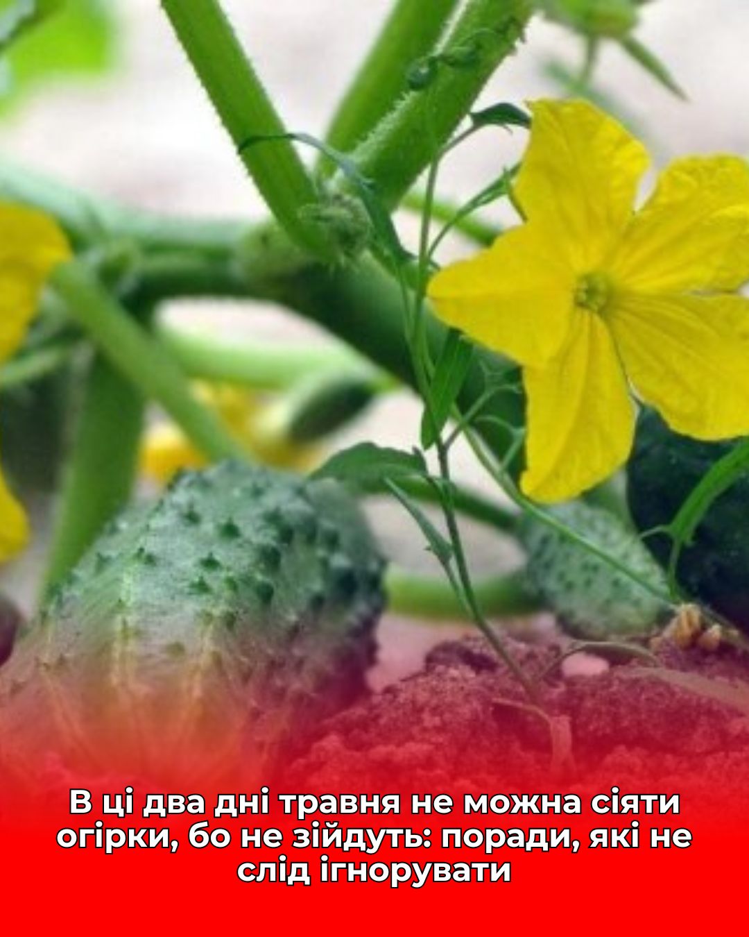 В ці два дні травня не можна сіяти огірки, бо не зійдуть: поради, які не слід ігнорувати