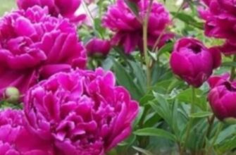 Чому не цвітуть півонії, що робити: виправляємо помилки та правильно підживлюємо рослину навесні