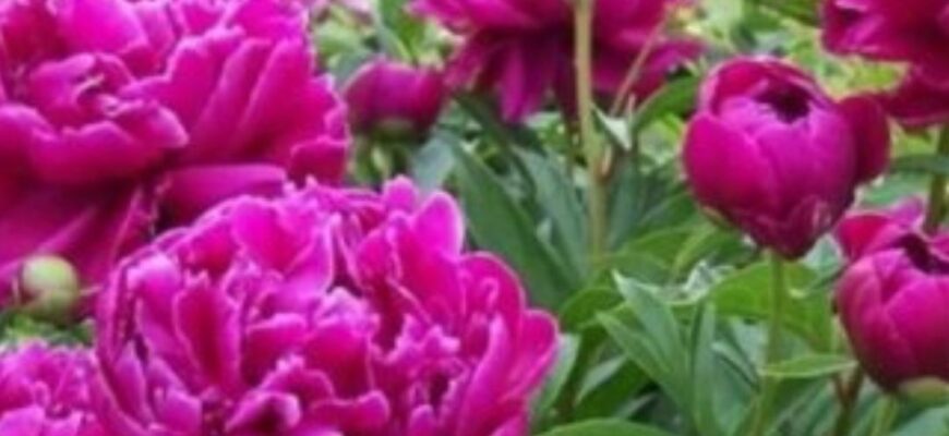 Чому не цвітуть півонії, що робити: виправляємо помилки та правильно підживлюємо рослину навесні