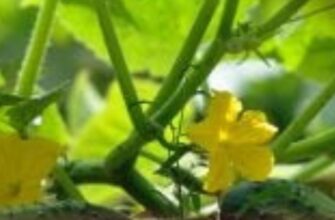 Коли сіяти огірки у ґрунт: ідеальні терміни для гарного врожаю