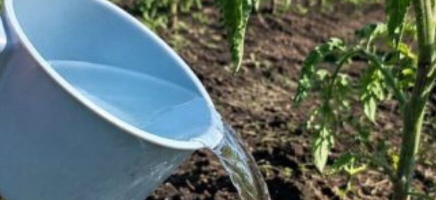 Томати після висадки зупинилися в рості: що зробити у травні, щоб кущі швидко пішли в силу