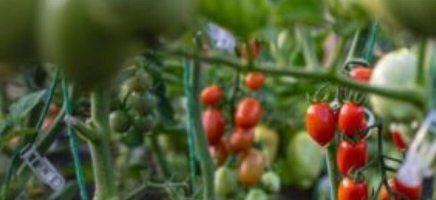 🍅 Як врятувати витягнуту розсаду томатів: секрети міцних рослин