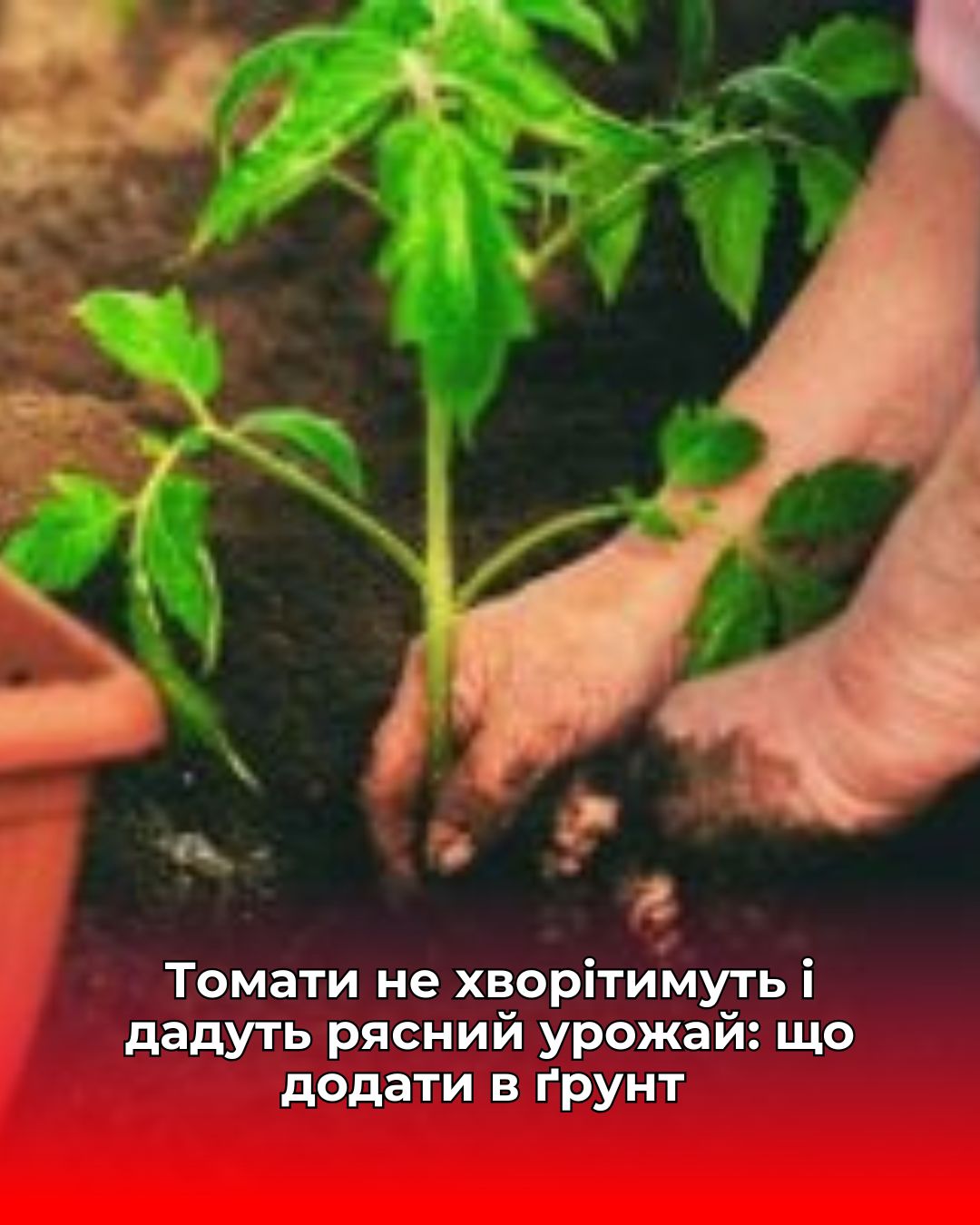 Томати не хворітимуть і дадуть рясний урожай: що додати в ґрунт при посадці