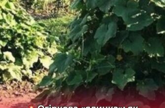 Як посадити огірки «ялинкою»: місця треба мало, а врожай — великий