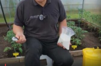 Вершинна гниль не зачепить: секретний метод підживлення томатів для рекордного врожаю