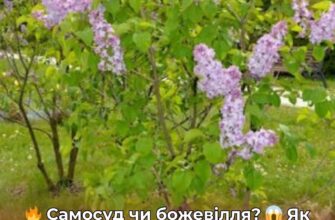Стрілянина через бузок: у Черкасах неадекват відкрив вогонь по дітях, бо ті «зірвали бузок»