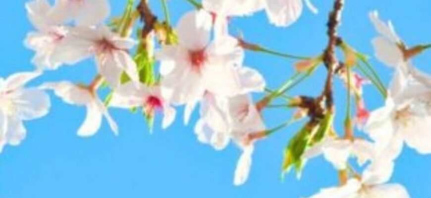 Весняна погода повертається: де пригріє до +21, і чи повернуться дощі