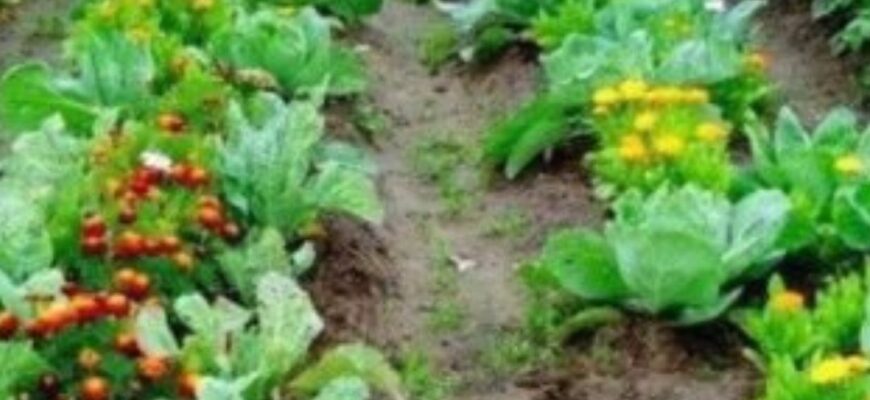 Які овочі садити поруч: кращі сусіди на грядці