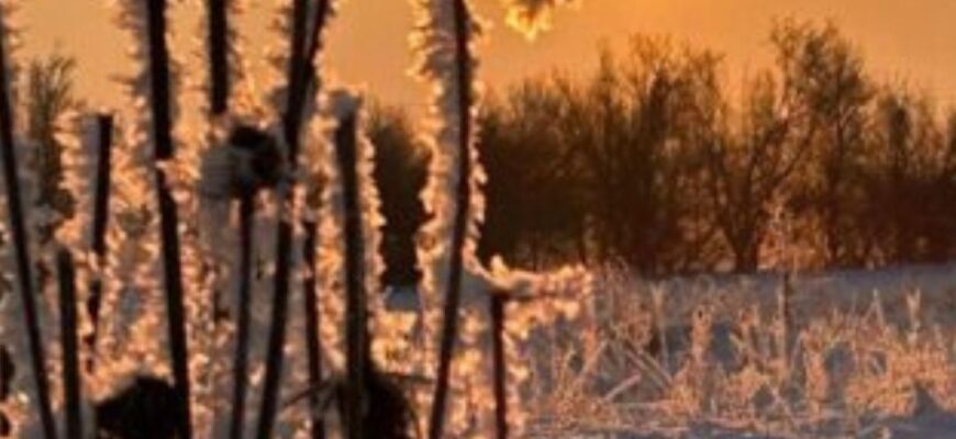 Відчутний холод в Україні: синоптикиня пояснила, чому наприкінці весни вдарили заморозки