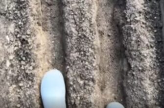 Сійте моркву після дощу: дідусь розповів мені забутий, але дуже надійний спосіб. Тепер роблю тільки так!
